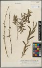Foto von Salix purpurea L.